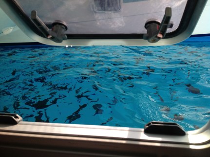 The trigger fish in their hordes